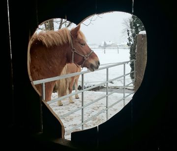 Pferd im Herz